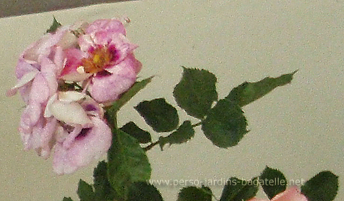 Fleurs du Certificat catgorie Buissons  fleurs groupes,  N79, Blue Eyes