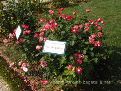 Prix du public et 1er prix 2013 du concours de roses nouvelles :N080, Cherry Bonica(R) (MEIpeporial) (buisson  fleurs groupes).Cration MEILLAND International 