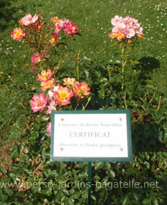 Certificat catgorie Buissons  fleurs groupes 2013