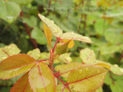 jeune feuillage de Cherry Bonica(R) 