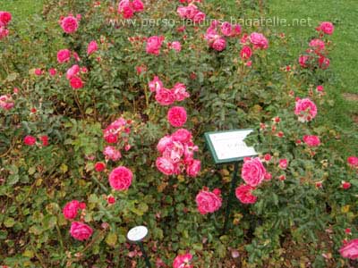 Concours roses de paysage 2me Prix: N018, Moin Moin (R). (catgorie buisson  fleurs groupes), Cration KORDES 