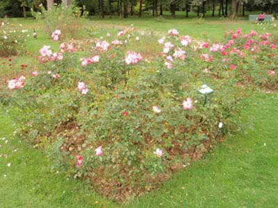 Concours roses de paysage  1er Prix : N09, Dolomiti(R) (catgorie buisson  fleurs groupes), Cration KORDES 