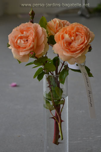 N°16: Tatin,Création Kordes, Catégorie: Buisson à Fleurs Groupées