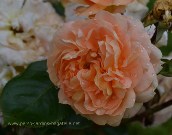 N°16: Tatin,Création Kordes, Catégorie: Buisson à Fleurs Groupées