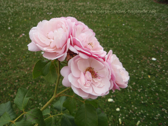 N° 45, Marie Blanche Paille, Création : Roses André Eve