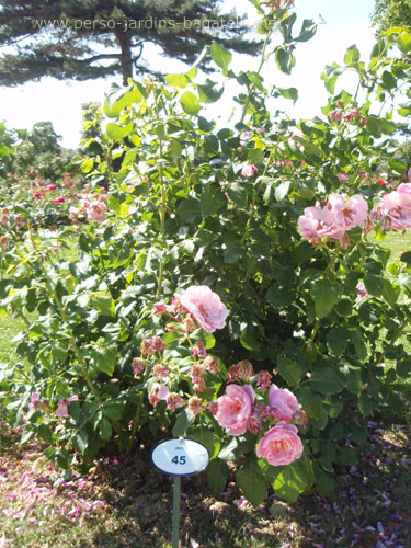 Certificat catégorie Buissons à grandes fleurs (B.G.F.)