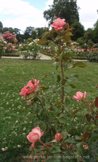 N°80, Non dénommé (DELsaumparf), Catégorie: Buisson à Fleurs Groupées, Création : Roseraies Georges Delbard