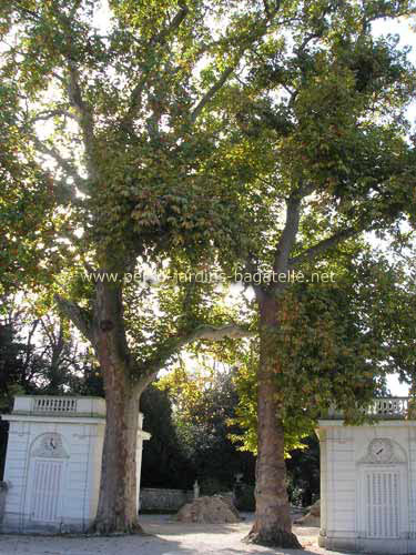 Platanes et pavillons de la cour circulaire