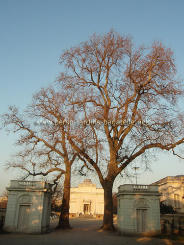 Platanes et pavillon en hiver