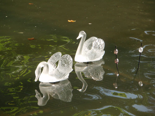 2 Cygnes, et joncs de cristal