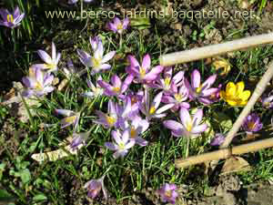 Crocus