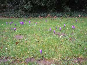 Crocus perçants