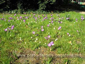 Crocus ouverts