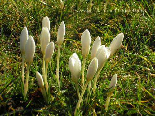 Crocus blancs "snowbunting"