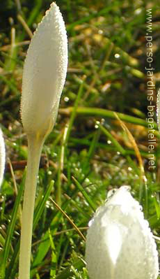 Détail des crocus