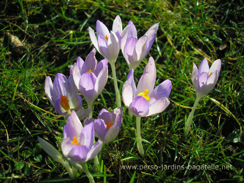 Crocus aux pétales baignés de lumière