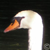 Tête de cygne