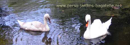 Jeune cygne et cygne adulte