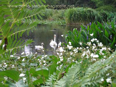 Famille de cygnes et poule d'eau