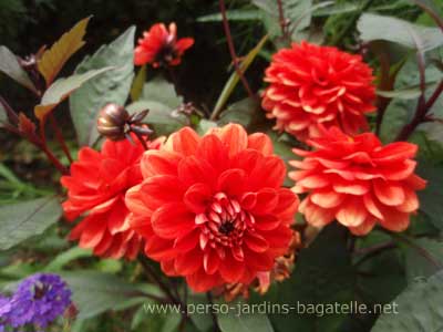 Dahlia rouge carlate