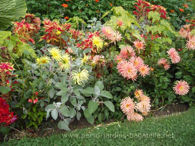 Dahlias et fuchsias