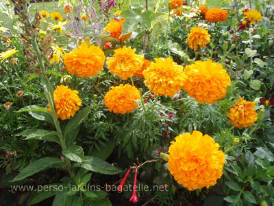 Dahlias à pompons ornagés