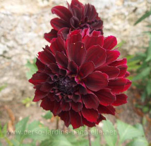 Dahlia rouge bordeaux