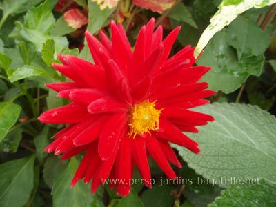 Dahlia rouge