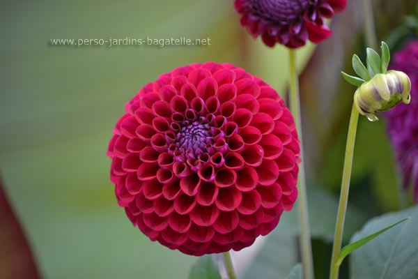 dahlia pompon