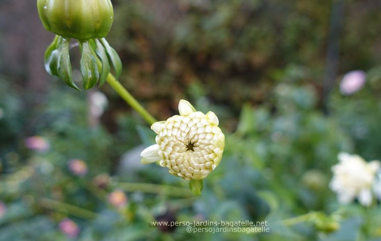 dahlia blanc en bouton