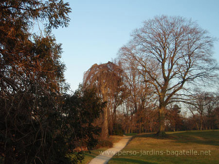 3 des arbres remarquables en hiver