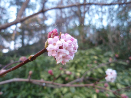 Fleurs roses