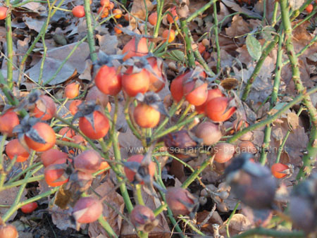 Fruits du rosier