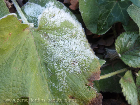 Gel sur une feuille