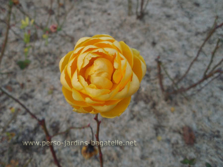 December rose and snow