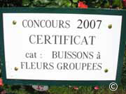 Concours 2007, Certificat, buissons à fleurs groupées