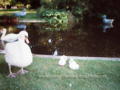 Canard et cygnes