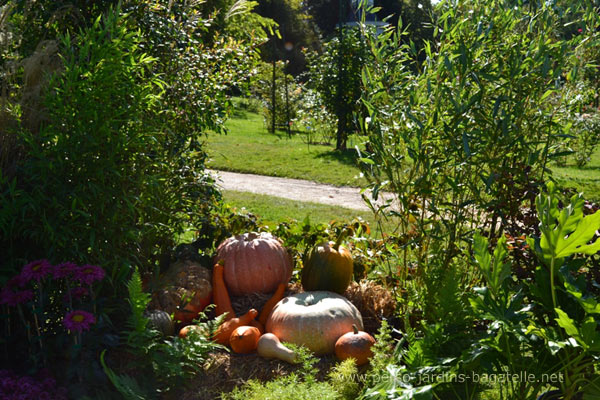 Courges en goguette