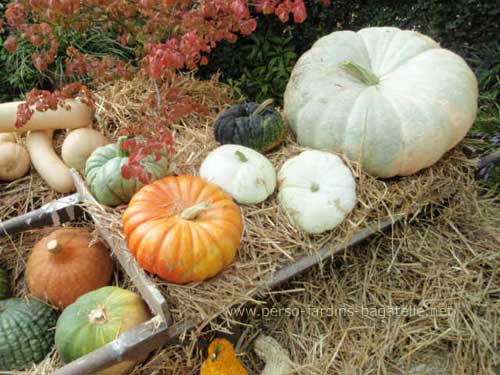 Courges de la fte des jardins 2013