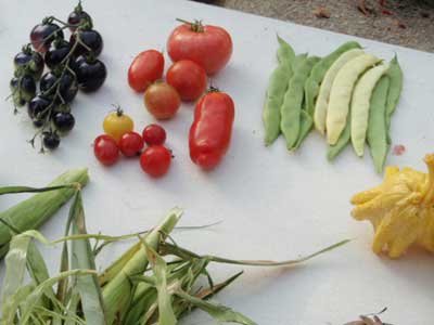 Diffrentes varits de tomates et de haricots