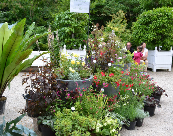 plantes amies des rosiers