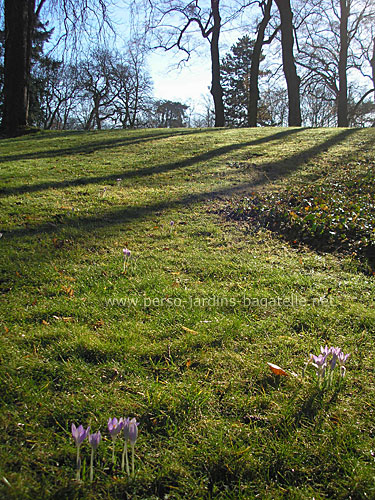 étendue d'herbe, soleil et ciel bleu, avec quelques crocus