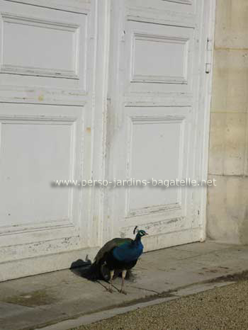 Paon devant la porte de l'orangerie