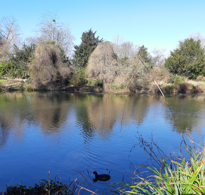 ciel bleu sur la pièce d'eau des nymphéas