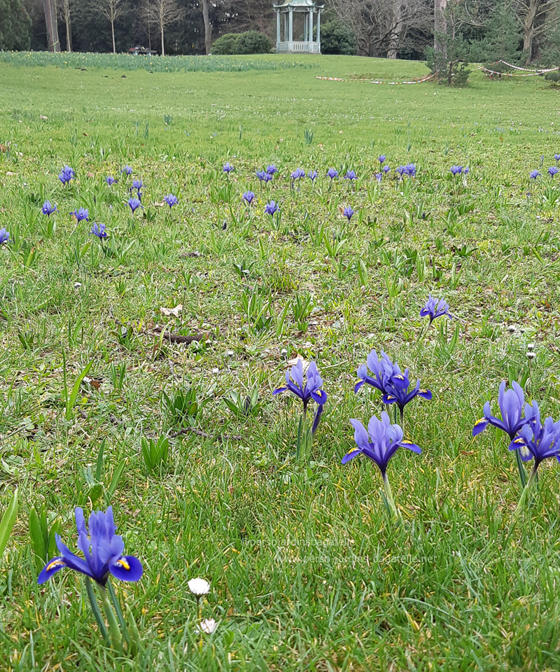 iris reticulata devant le pagodon chinois