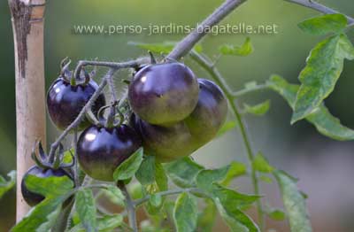 tomate pourpre