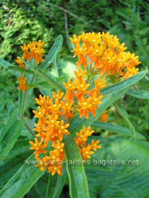 Fleurs oranges près de la grotte