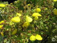 fleurs jaunes