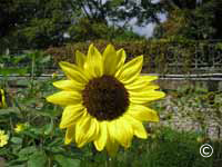 Tounesol