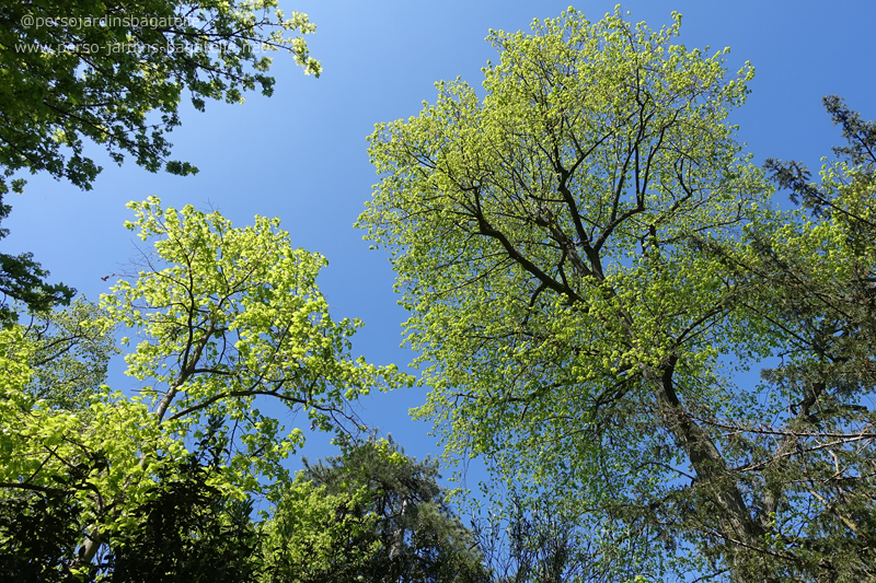 frondaisons des arbres au jardin méditerranéen